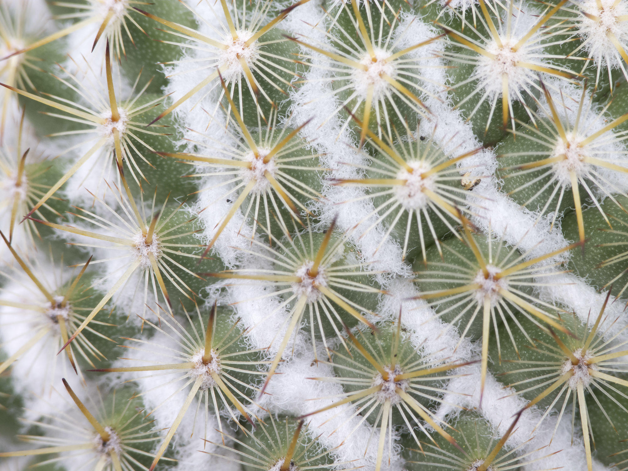 Mammillaria columbiana ssp. Columbiana